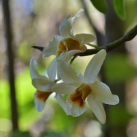 Dendrobium heterocarpum Wall. ex Lindl.